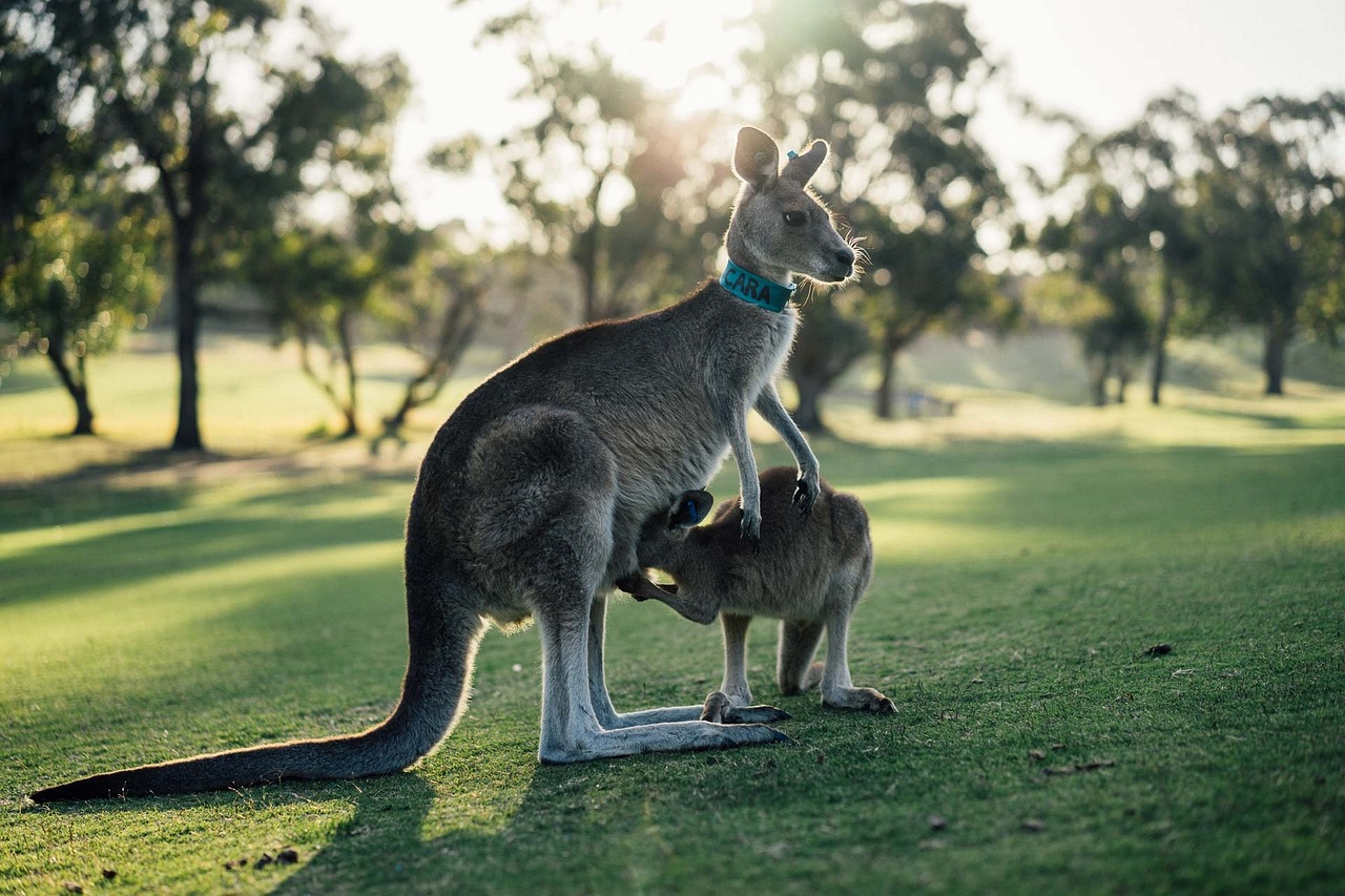 Affordable Australia Travel Insurance