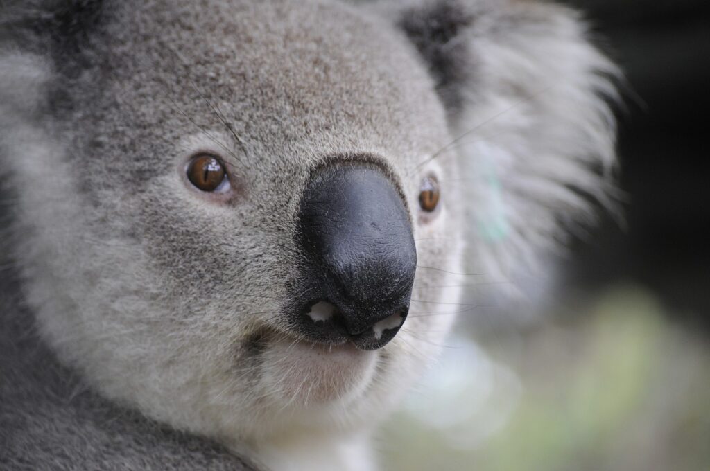 Affordable Australia Travel Insurance4 Affordable Australia Travel Insurance